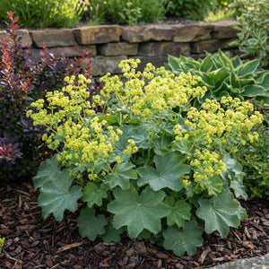 A healthy Alchemilla mollis 'Thriller' (Lady's Mantle) plant blooming with frothy, lime-green flowers in a garden landscape.