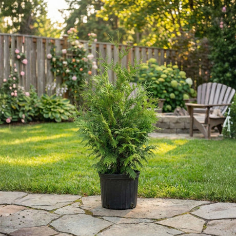 Thuja Green Giant Arborvitae showing the dense, pyramidal evergreen foliage of a mature specimen.