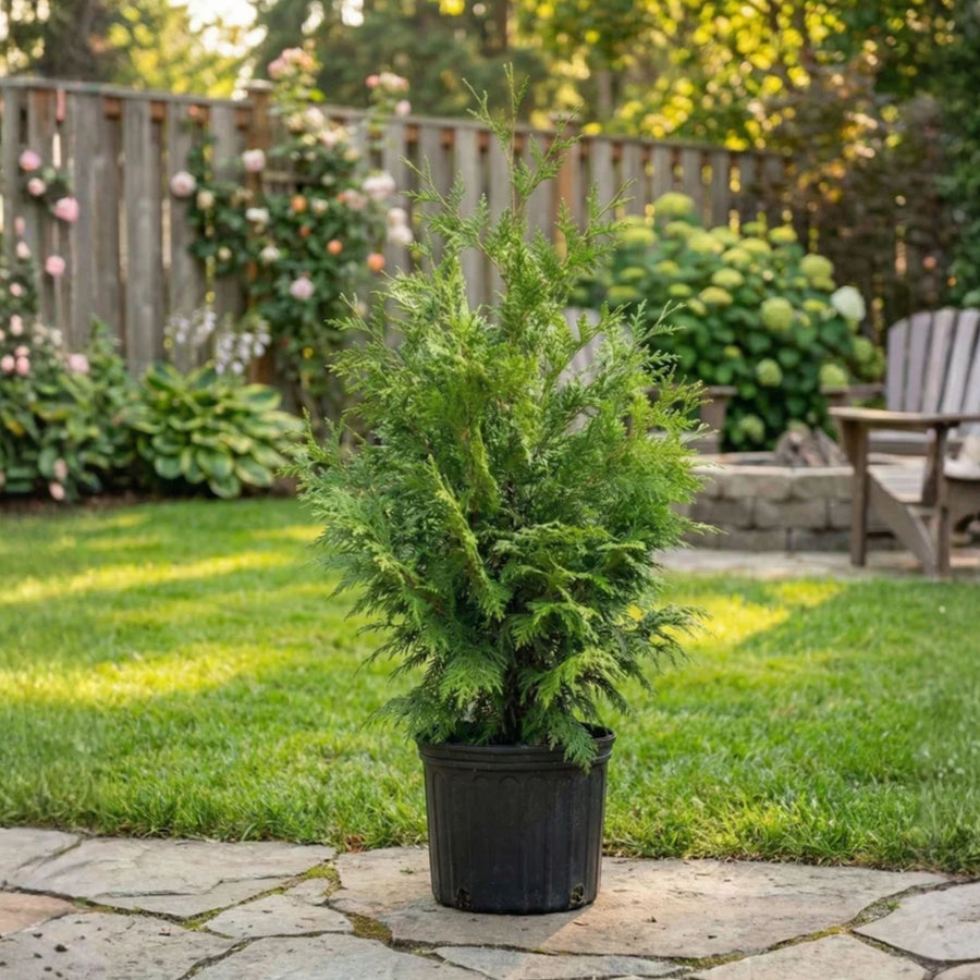 How to Plant a Container-Grown Tree | Nature Hills