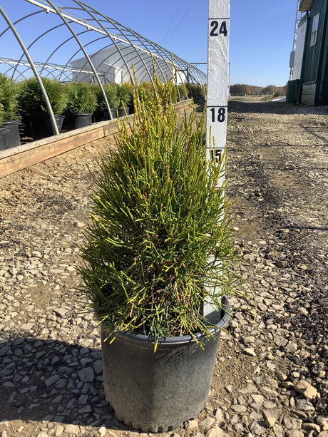Thuja occidentalis Franky Boy with fine-textured golden foliage in a 15-inch container, photographed in full sun at a nursery with height scale marker