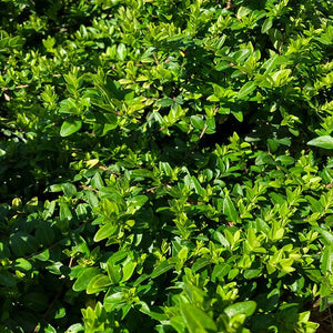 Close-up of white lonicera flowers on Thunderbolt® Box Honeysuckle Bush blooming in late spring.