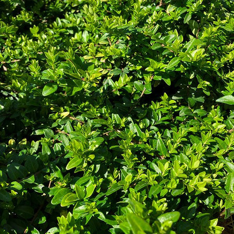 Close-up of white lonicera flowers on Thunderbolt® Box Honeysuckle Bush blooming in late spring.