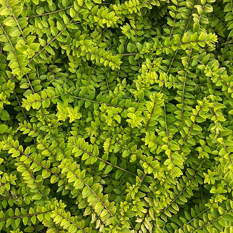Thunderbolt® Box Honeysuckle Bush (Lonicera nitida 'Golden Glow'), a shrub featuring white flowers and broad-leaved evergreen.