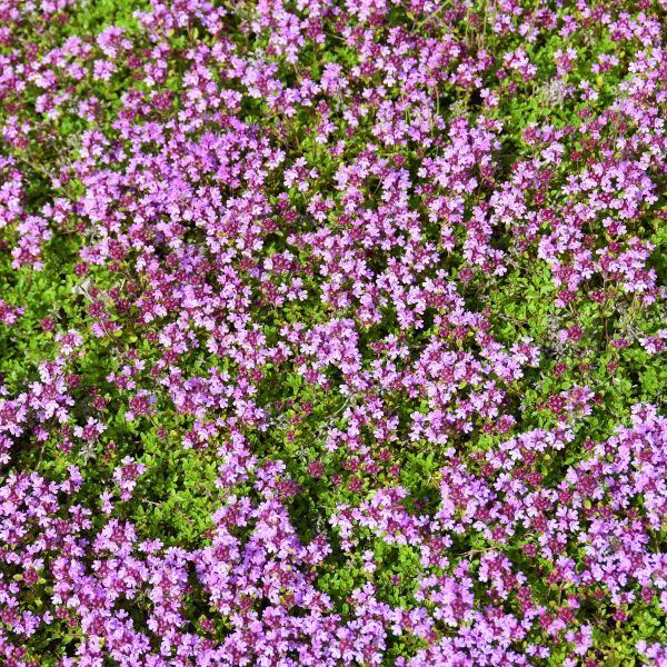 Close-up of purple, pink thymus flowers on Creeping Thyme blooming in late spring to early summer to late summer.