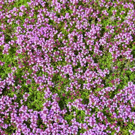 Close-up of purple, pink thymus flowers on Creeping Thyme blooming in late spring to early summer to late summer.