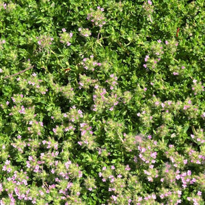 Perennial foliage of Creeping Thyme (Thymus praecox 'Coccineus') in a garden setting.