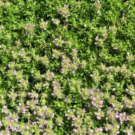 Perennial foliage of Creeping Thyme (Thymus praecox 'Coccineus') in a garden setting.