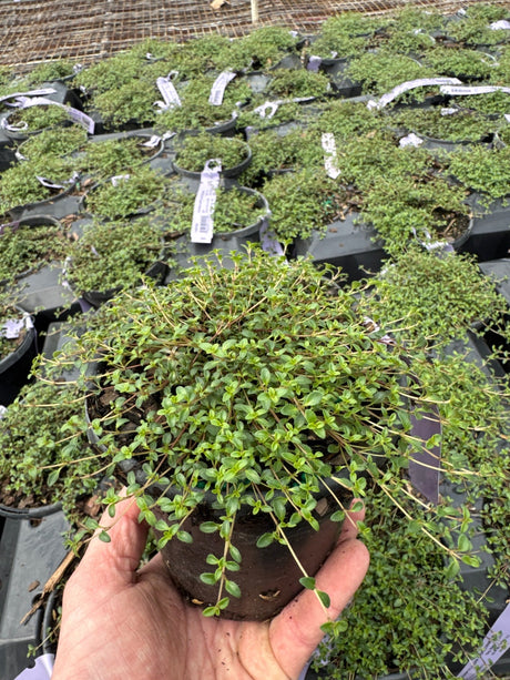 Creeping Thyme (Thymus praecox 'Coccineus') growing in a garden landscape, showing mature perennial form.