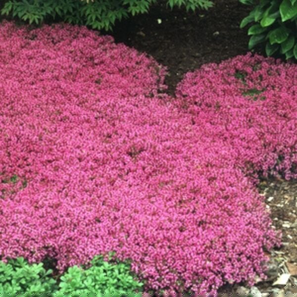 Creeping Thyme (Thymus praecox 'Coccineus'), a perennial featuring purple, pink flowers and perennial.