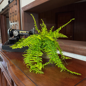 Tiger Stripe Boston Fern in a 6 inch pot, view 2