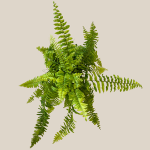 Tiger Stripe Boston Fern in a 6 inch pot, view 3