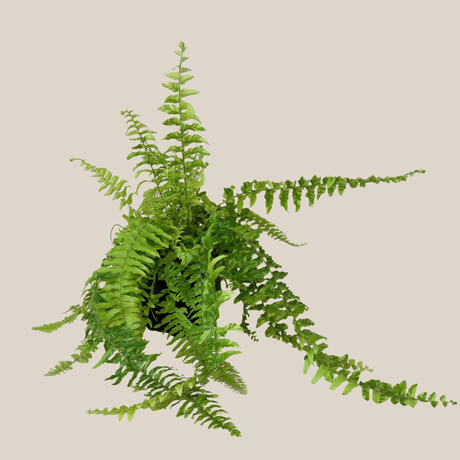 Tiger Stripe Boston Fern in a 6 inch pot, view 4