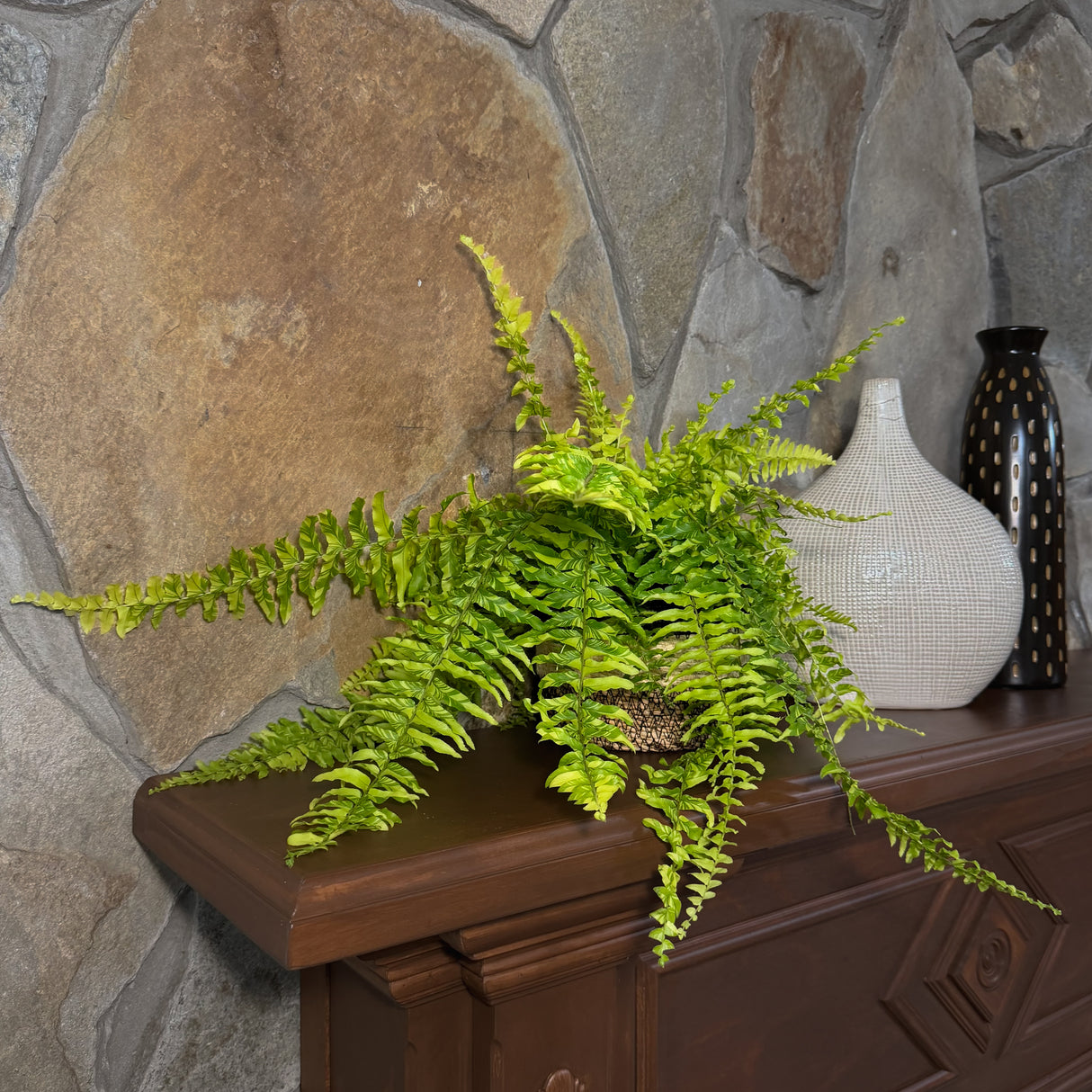 Tiger Stripe Boston Fern in a 6 inch pot