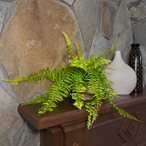 Tiger Stripe Boston Fern in a 6 inch pot