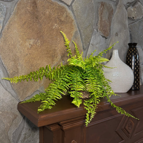 Tiger Stripe Boston Fern in a 6 inch pot