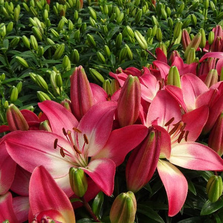 Tiny Diamond Dwarf Asiatic Lily - Perennial - Nature Hills Nursery - 1 Container - 