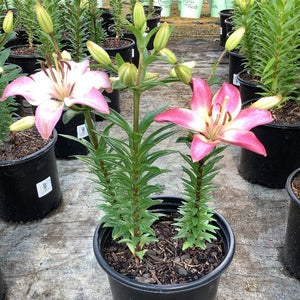 Tiny Diamond Dwarf Asiatic Lily - Perennial - Nature Hills Nursery - 1 Container - 