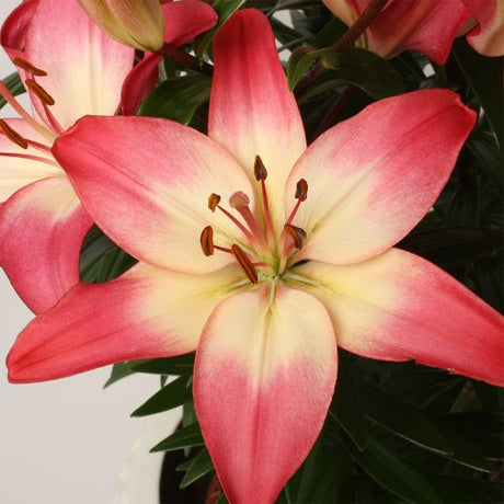 Tiny Diamond Dwarf Asiatic Lily - Perennial - Nature Hills Nursery - 1 Container - 