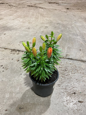 Tiny Heroes Asiatic Lily (Lilium asiaticum 'Tiny Heroes') plant, crop photo - Jun 1, 2026