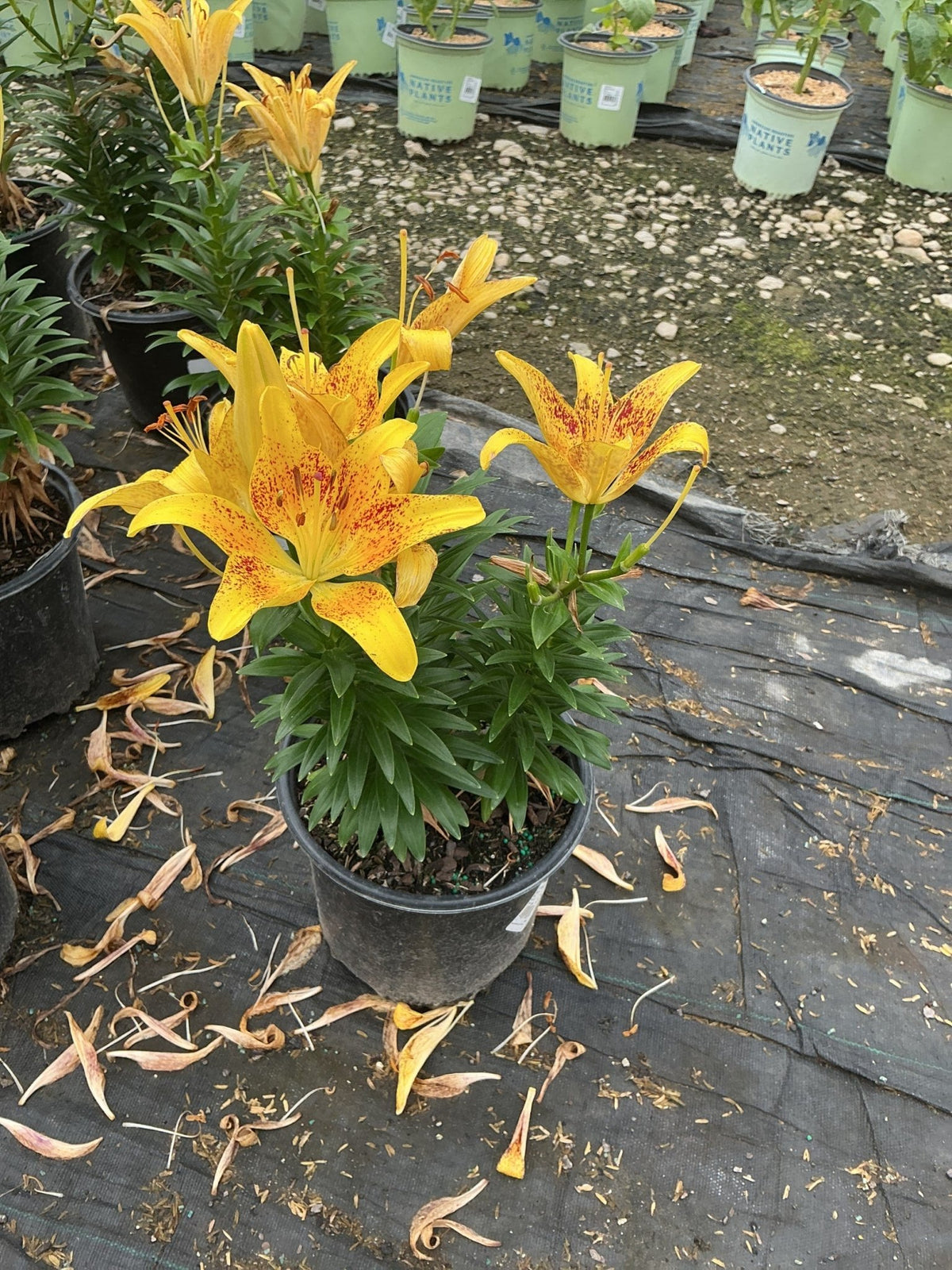 Tiny Nugget Asiatic Lily (Lilium asiaticum 'Tiny Nugget') plant, crop photo - Jun 26, 2026