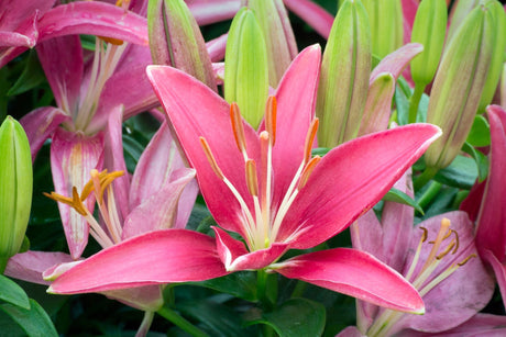 Pink Tiny Pearl Asiatic Lily blooms with orange stamens surrounded by green buds in a garden planting.