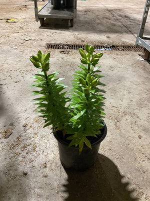 Tiny Shadow Asiatic Lily (Lilium asiaticum 'Tiny Shadow') plant, crop photo - Jun 1, 2026