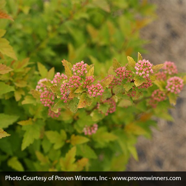 Tiny Wine&reg; Gold Ninebark - Nature Hills Nursery - #2 Container - 