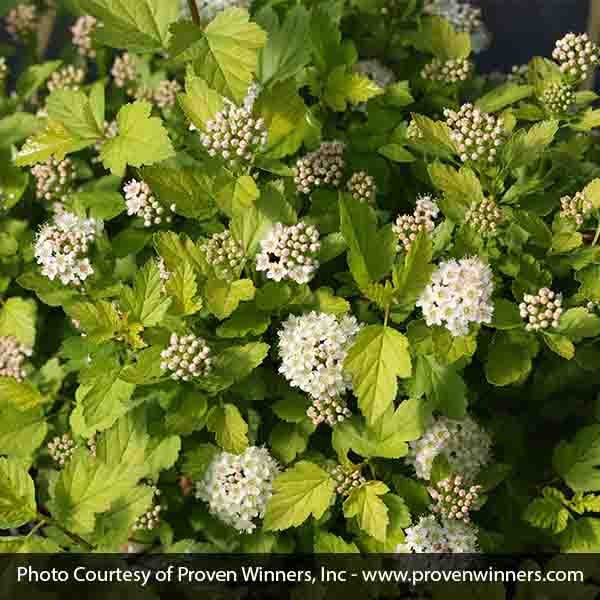 Tiny Wine&reg; Gold Ninebark - Nature Hills Nursery - #2 Container - 