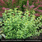 Tiny Wine&reg; Gold Ninebark - Nature Hills Nursery - #2 Container - 
