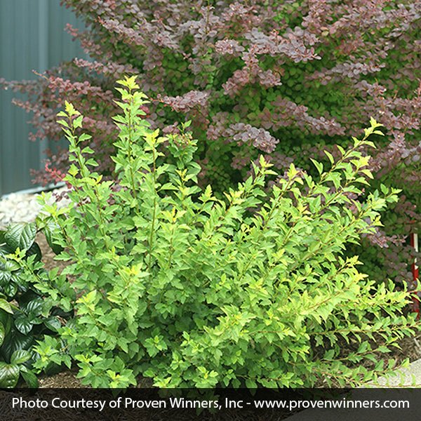 Tiny Wine&reg; Gold Ninebark - Nature Hills Nursery - #2 Container - 