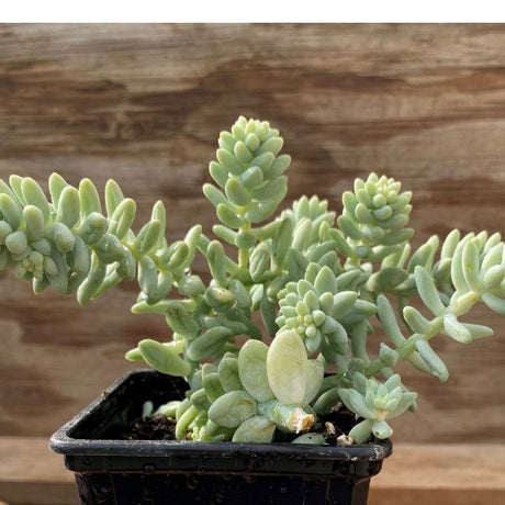 Tiscalatengo Gorge Sedum, Loves Triangle Sedum, and Burro's Tail 3 Pack - Nature Hills Nursery - 3 Pint Pack - 