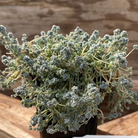 Tiscalatengo Gorge Sedum, Loves Triangle Sedum, and Burro's Tail 3 Pack - Nature Hills Nursery - 3 Pint Pack - 