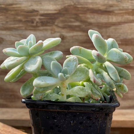 Tiscalatengo Gorge Sedum, Loves Triangle Sedum, and Burro's Tail 3 Pack - Nature Hills Nursery - 3 Pint Pack - 