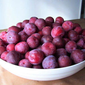 Toka Plum Tree - Nature Hills Nursery - 4 - 5 Feet Bareroot - 