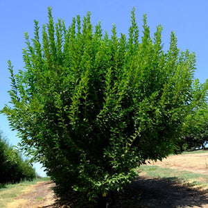 Toka Plum Tree - Nature Hills Nursery - 4 - 5 Feet Bareroot - 