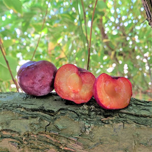 Toka Plum Tree - Nature Hills Nursery - 4 - 5 Feet Bareroot - 