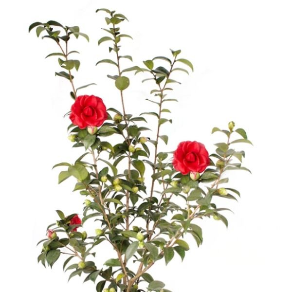 Tom Knudsen Camellia - Nature Hills Nursery - #5 Container - 