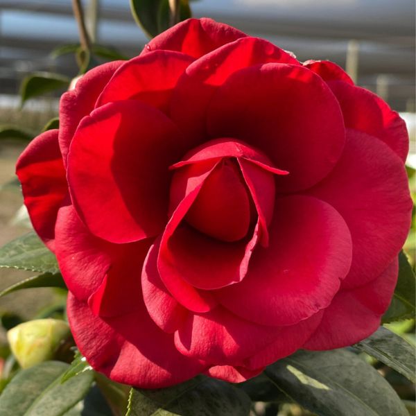 Tom Knudsen Camellia - Nature Hills Nursery - #5 Container - 