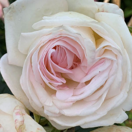Top Cream&trade; Hybrid Tea Rose - Nature Hills Nursery - #3 Container - 