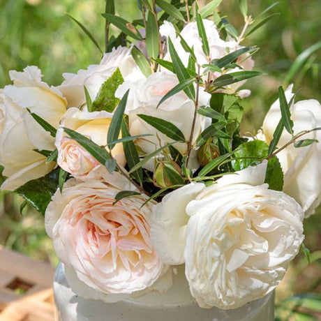 Top Cream&trade; Hybrid Tea Rose - Nature Hills Nursery - #3 Container - 