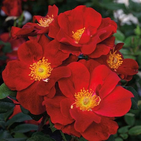 Top Gun™ Shrub Rose - Rose - Nature Hills Nursery - 2 Container - 