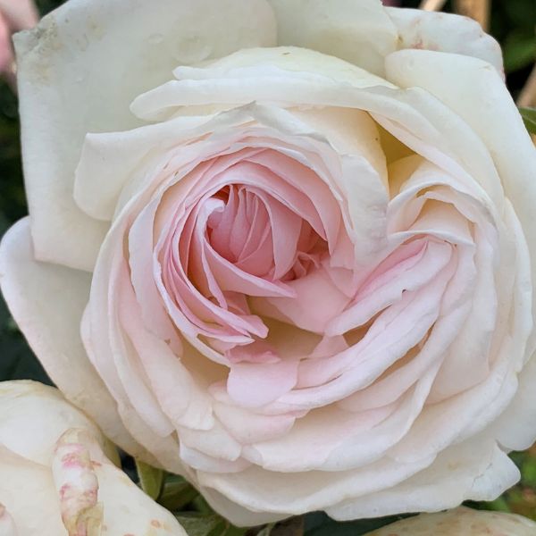 Top Cream™ Hybrid Tea Rose