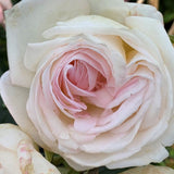 Top Cream&trade; Hybrid Tea Rose