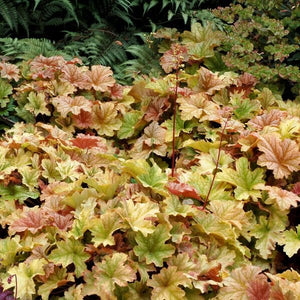 Close-up of yellow heuchera flowers on Topaz Jazz Coral Bells blooming in early summer to late summer to late spring.