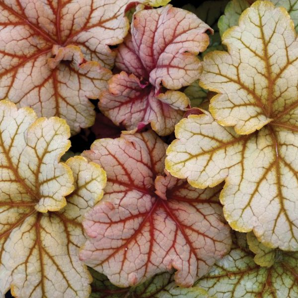 Perennial foliage of Topaz Jazz Coral Bells (Heuchera 'Topaz Jazz' PPAF) in a garden setting.