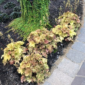 Topaz Jazz Coral Bells (Heuchera 'Topaz Jazz' PPAF) growing in a garden landscape, showing mature perennial form.