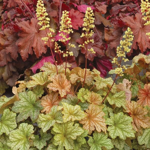 Topaz Jazz Coral Bells (Heuchera 'Topaz Jazz' PPAF), a perennial featuring yellow flowers and perennial.