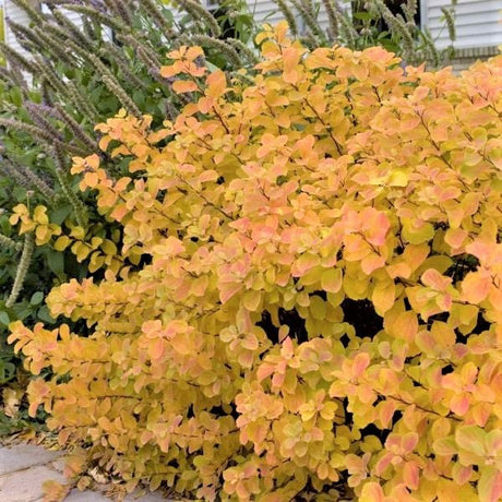 Tor Spirea