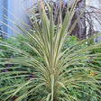 Torbay Dazzler Cordyline - Nature Hills Nursery - #1 Container - 