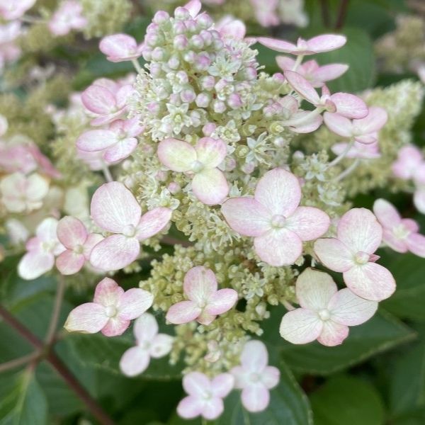 Torch&trade; Panicle Hydrangea - Nature Hills Nursery - #3 Container - 